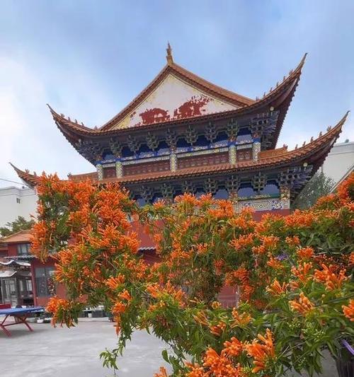 红艳艳的鞭炮花语是什么？这种花有哪些特别的含义？