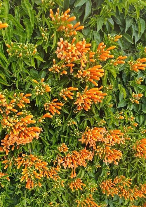 红艳艳的鞭炮花语是什么？这种花有哪些特别的含义？