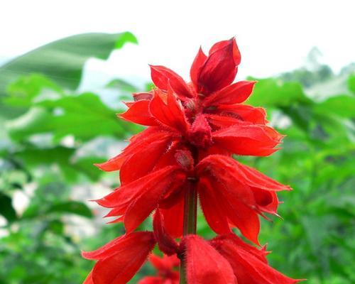 红色吊兰的寓意和花语有何不同？