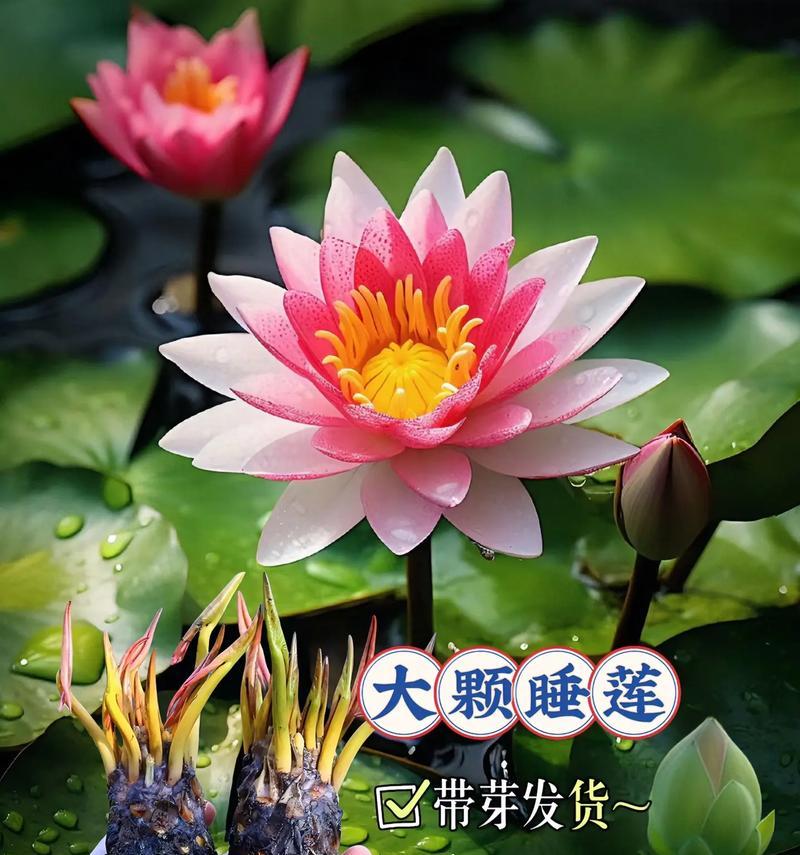 水莲花水培的步骤是什么？如何确保水莲花健康生长？