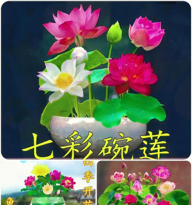 水莲花水培的步骤是什么？如何确保水莲花健康生长？
