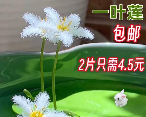 水莲花水培的步骤是什么？如何确保水莲花健康生长？