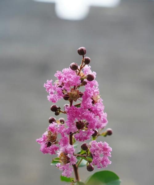 秋季有哪些花卉盛开？如何照料秋季开花的植物？