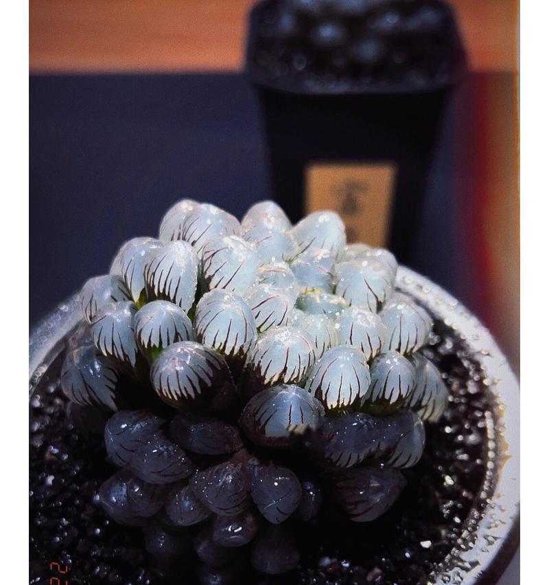玉露宝莲灯花语及寓意是什么？宝莲灯的象征意义是什么？