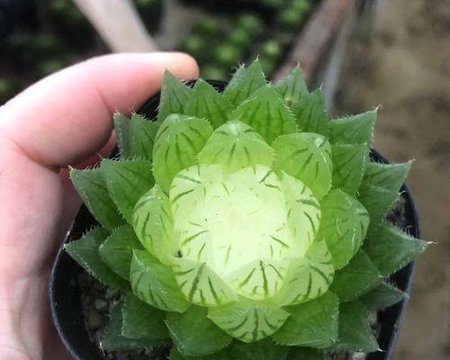玉露宝莲灯花语及寓意是什么？宝莲灯的象征意义是什么？