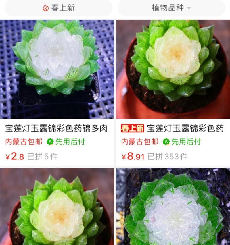 玉露宝莲灯花语及寓意是什么？宝莲灯的象征意义是什么？