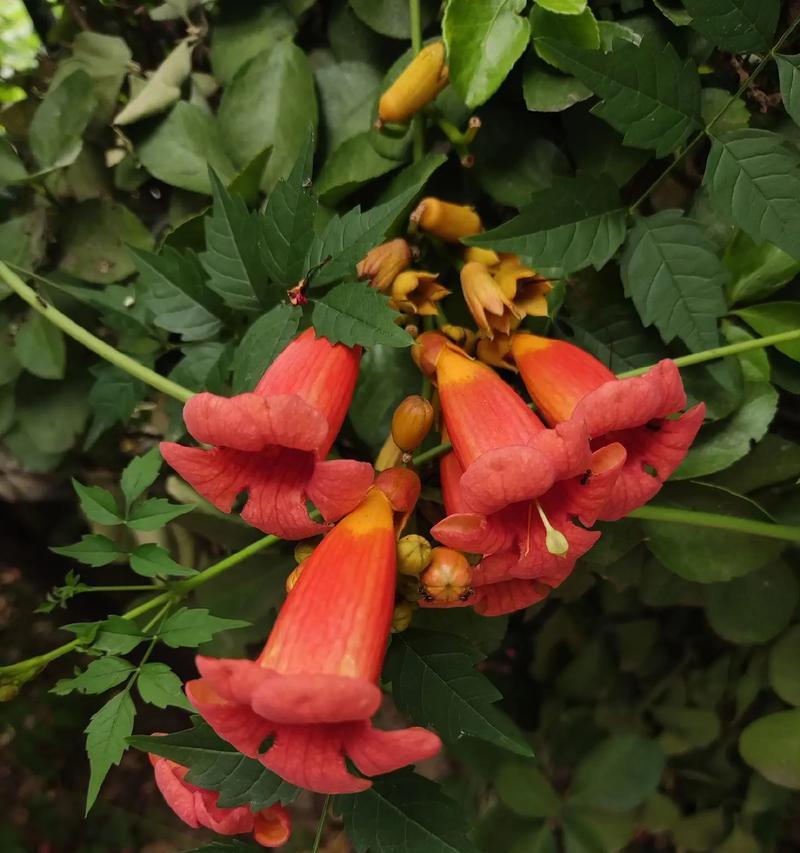 凌霄花有哪些颜色？它们的花语和寓意是什么？