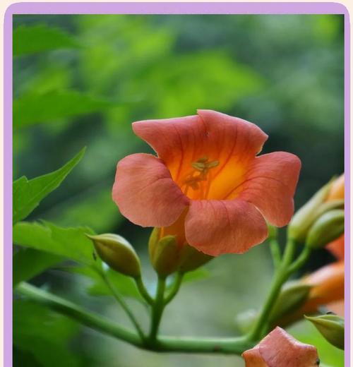 凌霄花有哪些颜色？它们的花语和寓意是什么？