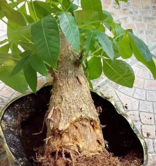 发财树旁边长新芽的原因是什么？