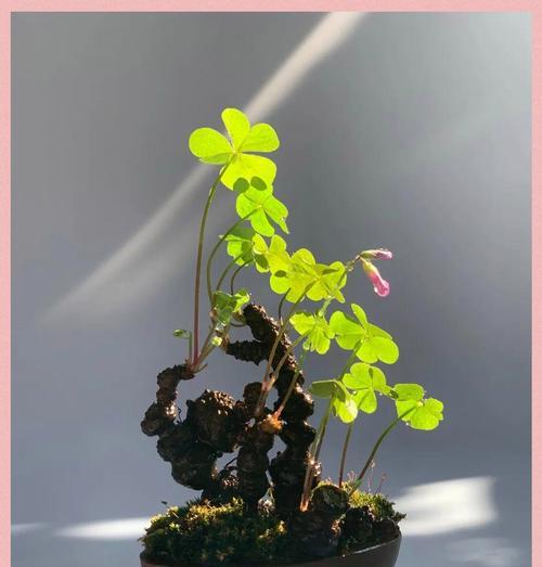 三叶草有哪些独特的特征？