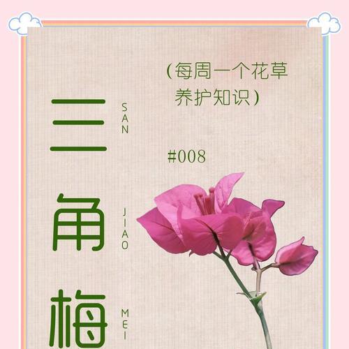 印尼三角梅如何养殖？