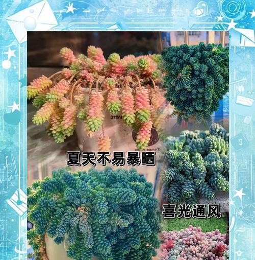 姬星美人夏季养护要点是什么？如何避免高温伤害？