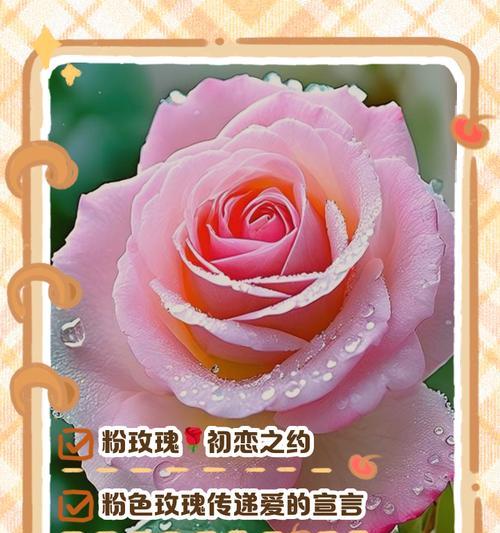 街边备用玫瑰是什么花语？备用玫瑰的含义是什么？