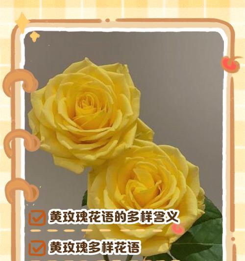 街边备用玫瑰是什么花语？备用玫瑰的含义是什么？
