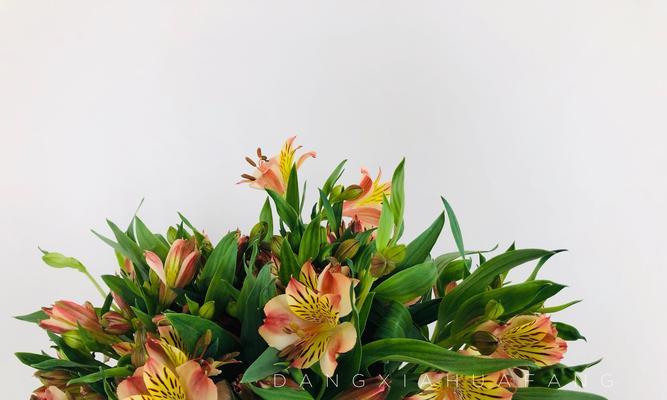 哪些小众花的花语特别动听？小众花语如何表达情感？