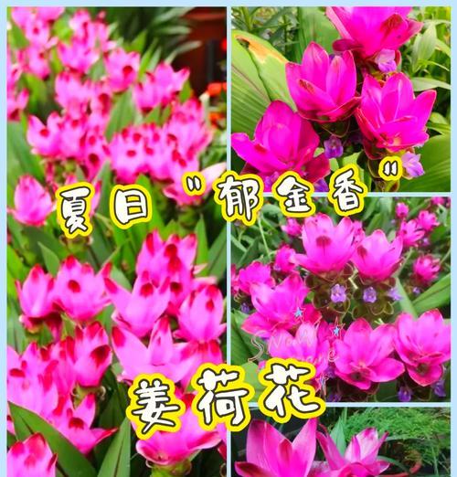 姜花怎么养？姜花的养殖环境和护理技巧是什么？