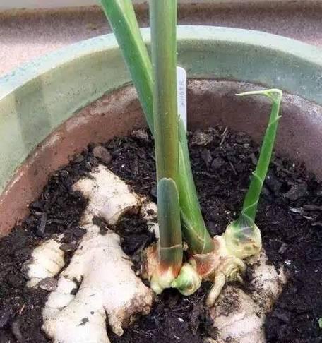 姜花怎么养？姜花的养殖环境和护理技巧是什么？