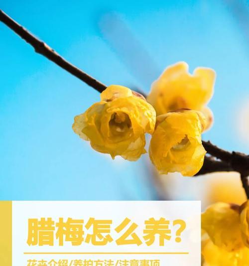 蜡梅的花语有哪些含义和寓意？它象征着什么？