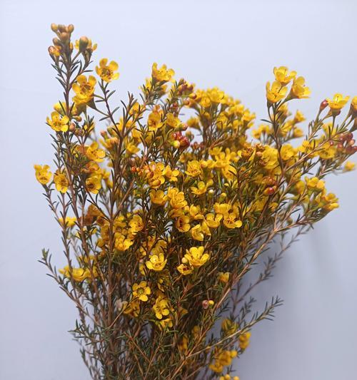 蜡梅的花语有哪些含义和寓意？它象征着什么？
