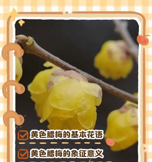 蜡梅的花语有哪些含义和寓意？它象征着什么？
