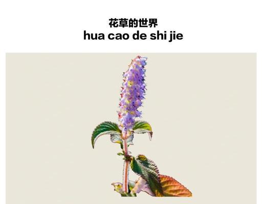 花草就是香草的花语代表什么含义？