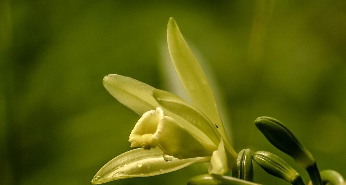 花草就是香草的花语代表什么含义？