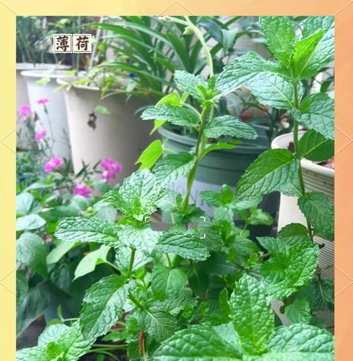 花草就是香草的花语代表什么含义？