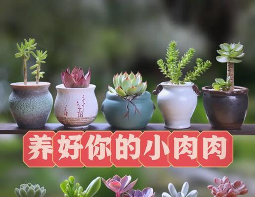 多肉寿的养殖方法是什么？如何保持多肉寿的健康生长？