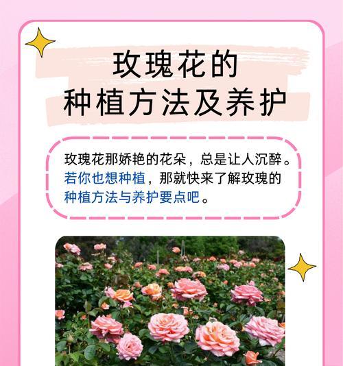 玫瑰花适宜的土壤湿度是多少？如何控制土壤湿度？