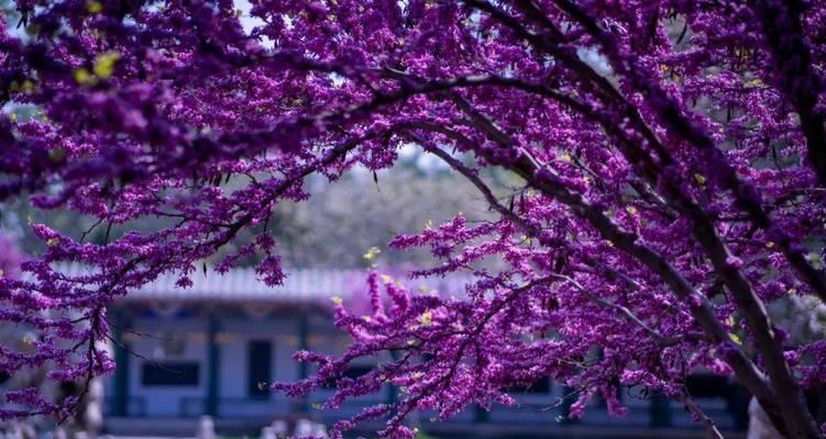淡紫色玉兰花代表什么情感？