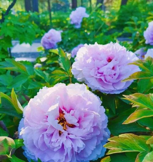 牡丹花发芽后遇到倒春寒如何处理？倒春寒对牡丹花的影响是什么？