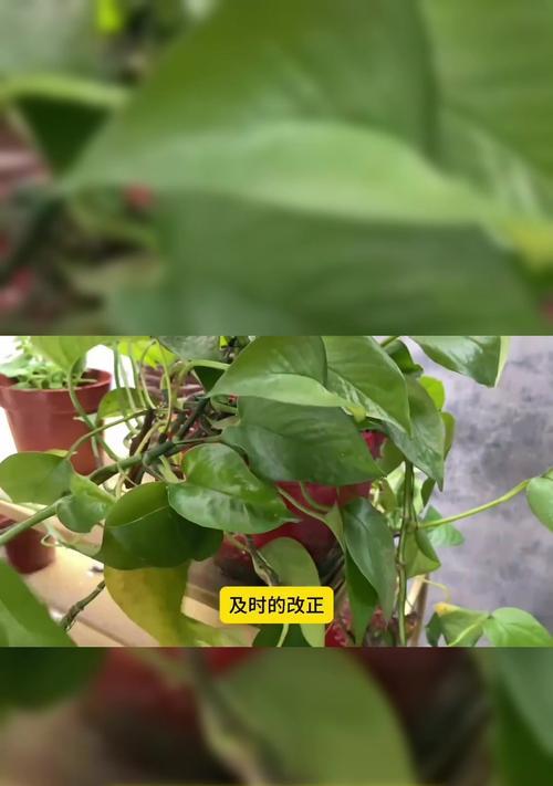 绿萝的养殖方法有哪些？绿萝叶子发黄怎么办？