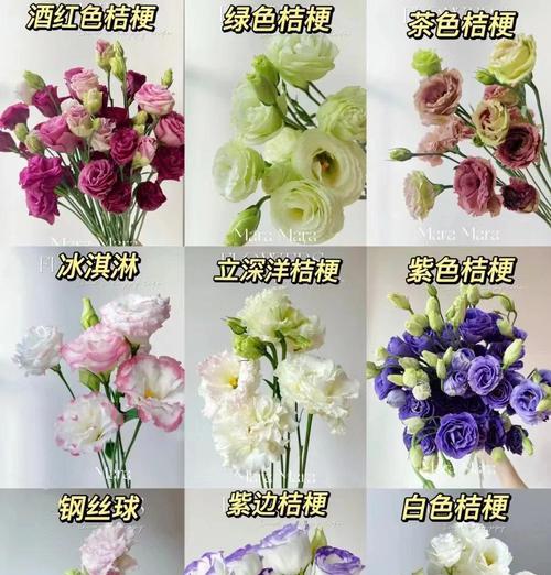 洋桔梗的养殖方法和常见问题是什么？