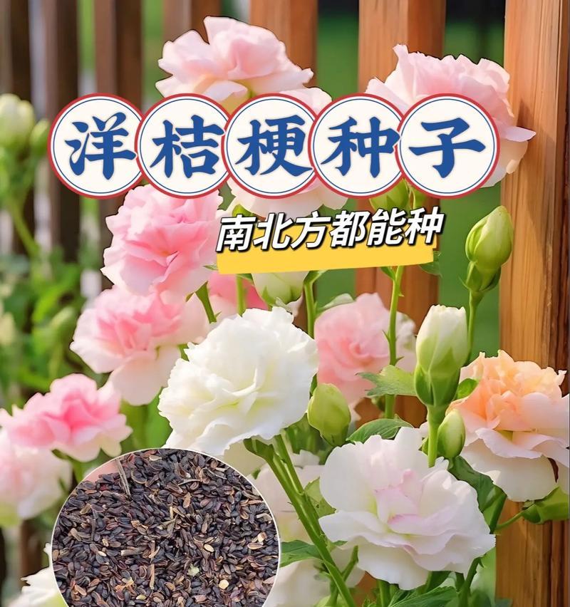 洋桔梗的养殖方法和常见问题是什么？