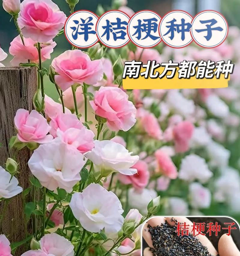 洋桔梗的养殖方法和常见问题是什么？