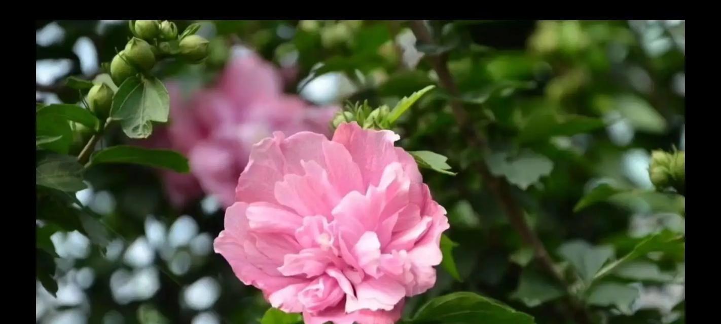 扶桑花的花语和寓意是什么？适合什么场合？