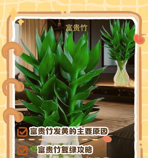 富贵竹发黄的原因是什么？如何解决？