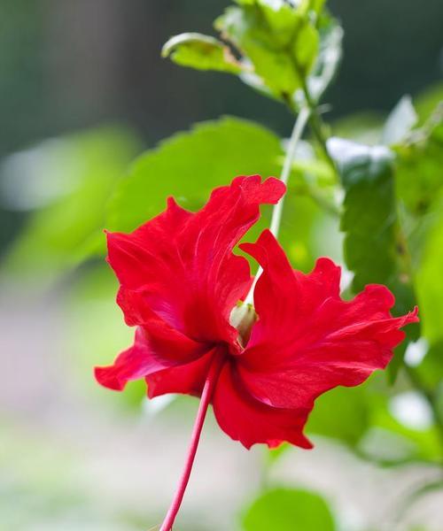 扶桑花的花语和寓意是什么？适合什么场合？