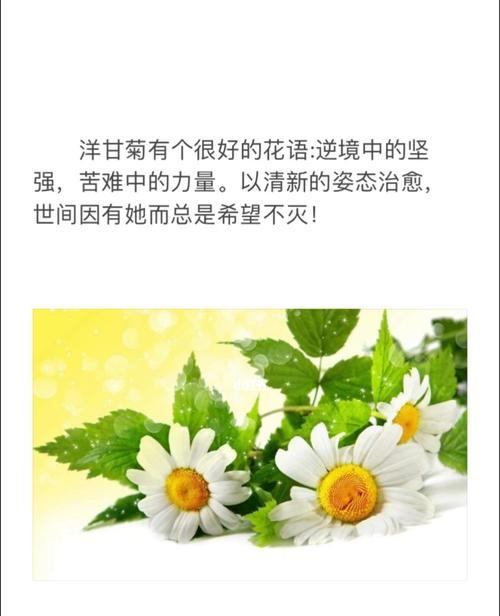 洋甘菊通常象征着什么？