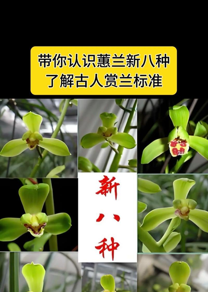 哪种兰花的叶子像葱叶？