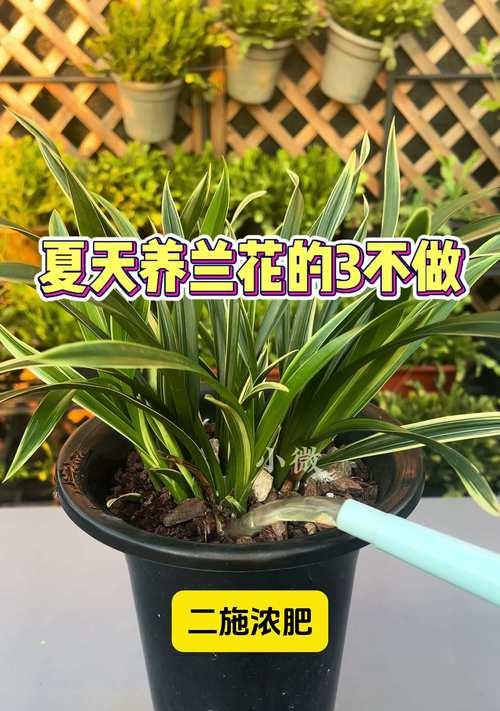 水培兰花怎么养殖？需要哪些基本步骤？