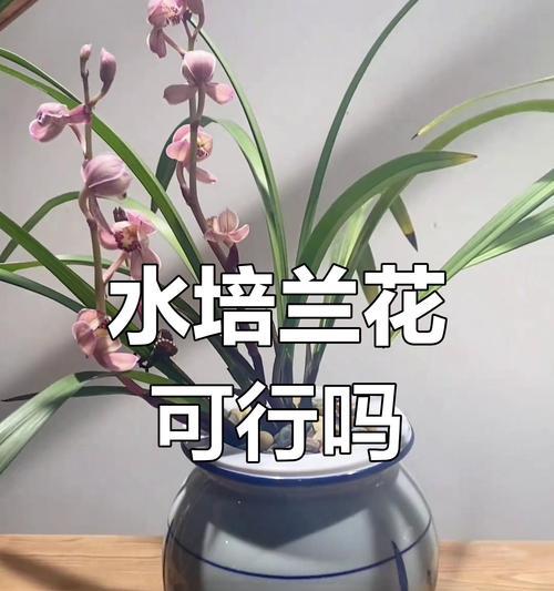 水培兰花怎么养殖？需要哪些基本步骤？