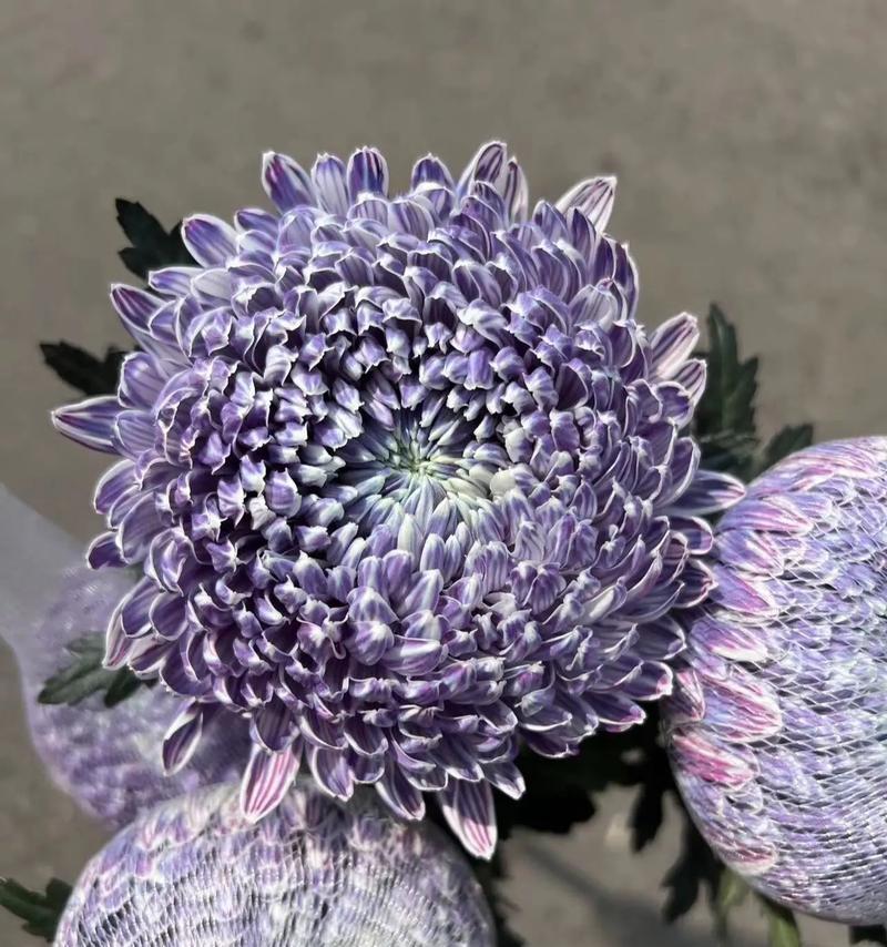 有点暗拍的花语有何深意？