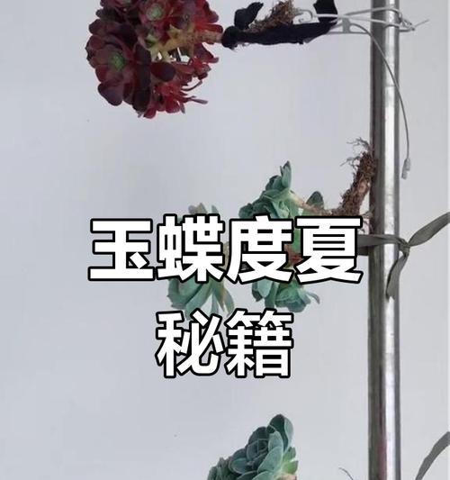 玉蝶的养殖方法有哪些？如何避免玉蝶生长问题？