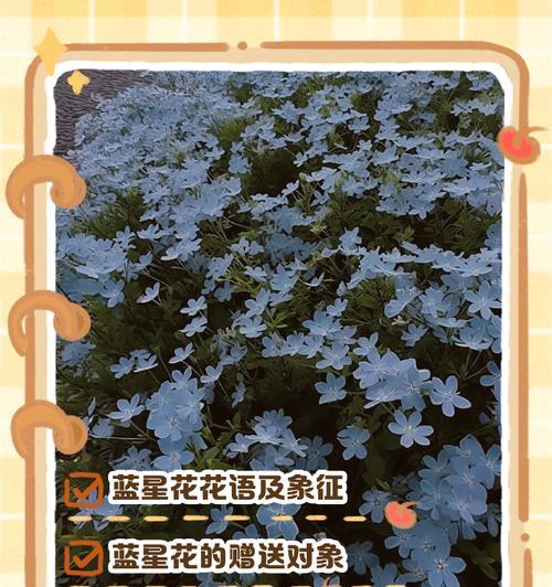 有点暗拍的花语有何深意？