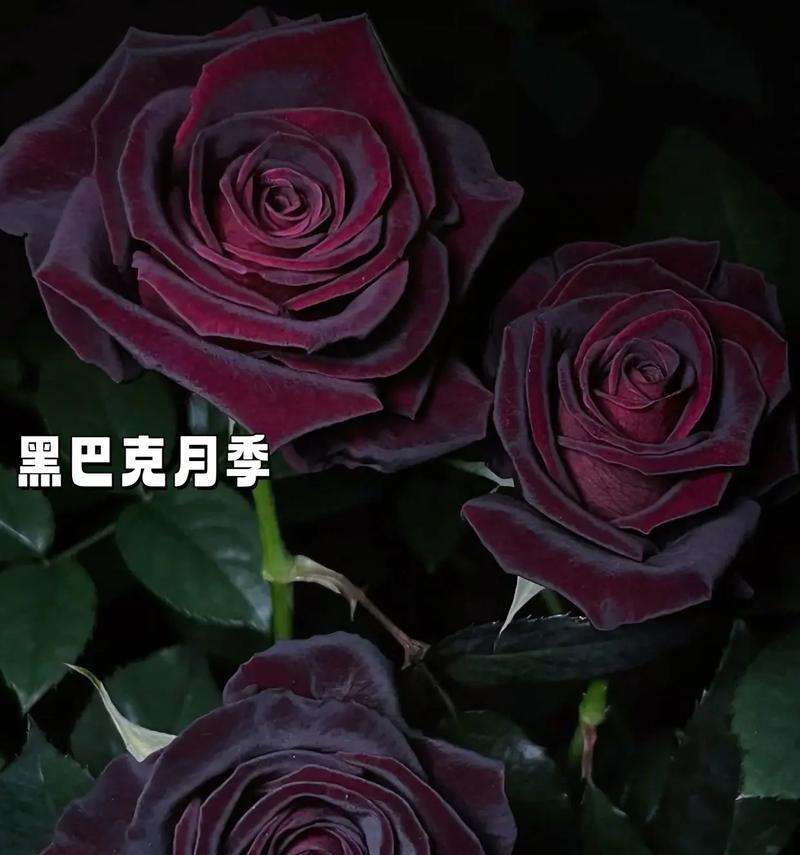 15种不同玫瑰花的花语分别是什么？它们各自代表什么情感？