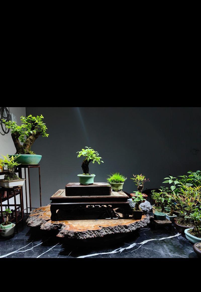 室内种植哪些盆景最合适？盆景对室内环境有何益处？