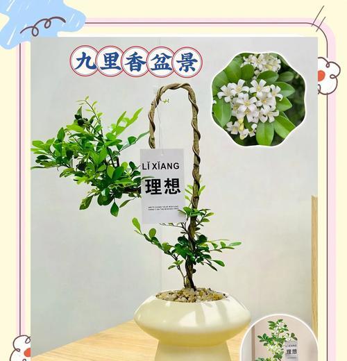 室内种植哪些盆景最合适？盆景对室内环境有何益处？