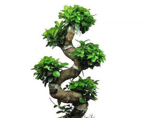 室内种植哪些盆景最合适？盆景对室内环境有何益处？
