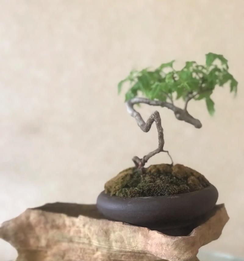 锦屏藤在冬天的养殖方法是什么？如何处理常见问题？